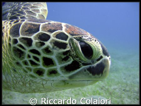 Abu Dabbab Turtle by Riccardo Colaiori 