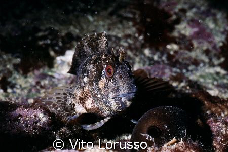 Fishs - Parablennius gattorugine by Vito Lorusso 