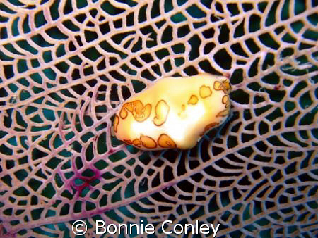 Flamingo Tongue seen in Grand Cayman August 2008.  Photo ... by Bonnie Conley 