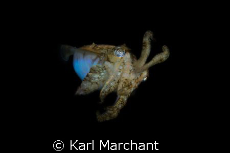 Mars Attacks. 
Cuttlefish on a night dive. by Karl Marchant 