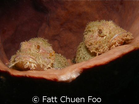 Seeing Double? Pair of Scorpionfish resting in a sponge, ... by Fatt Chuen Foo 