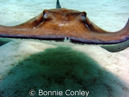 Heading straight for me!  Stingray City, Grand Cayman.  P... by Bonnie Conley 