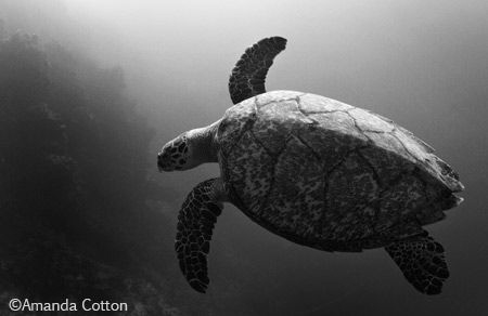 Turtle gliding through the waters off the coast of Cozume... by Amanda Cotton 