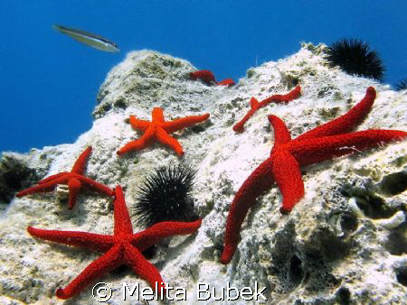 Island Korcula underwater ambient/Canon G9, f7,1, 1/160s by Melita Bubek 