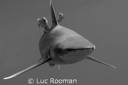 oceanic white tip by Luc Rooman 