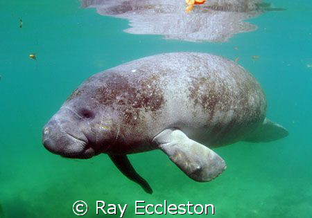 Flipper the manatee. Camera nikon D-200, Taken at Crystal... by Ray Eccleston 