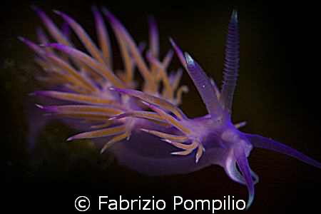 Elegante Flabellina Blu  Ottobre 2008
Isole tremiti  - F... by Fabrizio Pompilio 