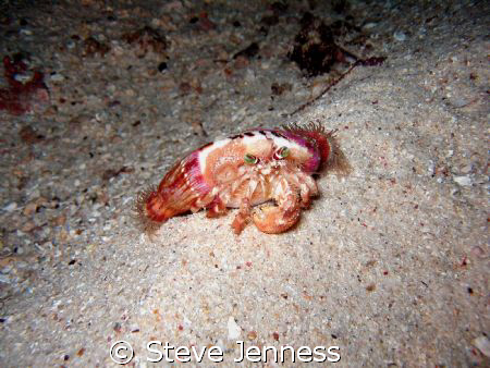 ANENOME CRAB by Steve Jenness 