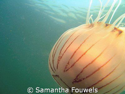 Suddenly I found myself followed by this compass jelly by Samantha Fouwels 
