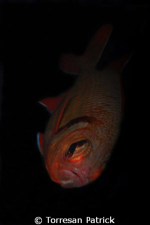 Red fish by Torresan Patrick 