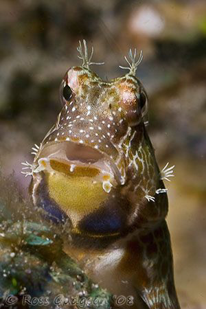 Banded Blenny.  Ningaloo Reef, Western Australia.  Canon ... by Ross Gudgeon 