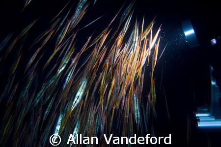 Night dive at Magic Pier, Buton, South Sulawesi.  The col... by Allan Vandeford 