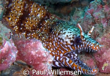 Dragon Eel found on a shore dive out of Koloa Landing, Ka... by Paul Willemsen 