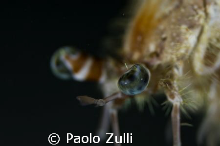 "l occhio":dardanus pedanculatus,450d+60macro. by Paolo Zulli 