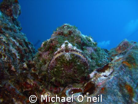 Devil Scorpion on the Sea Tiger by Michael O'neil 