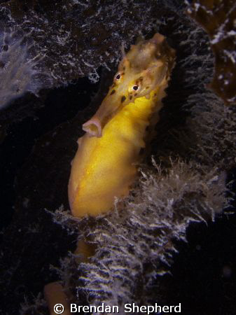 Big Bellied Seahorse.
Olympus 5060. by Brendan Shepherd 