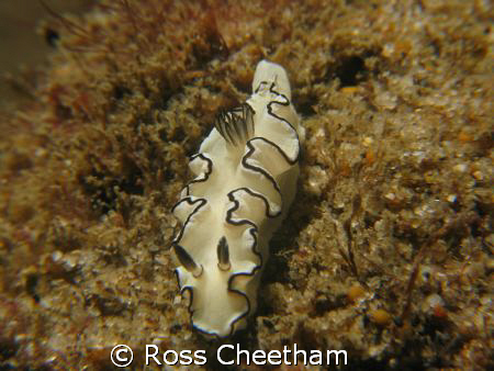 nudi by Ross Cheetham 