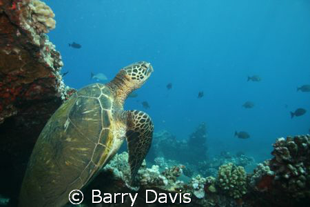 This turtle came up off the bottom at just the right time... by Barry Davis 