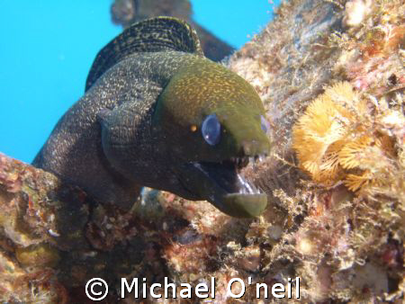 Yellow mouthed moray, Sea Tiger Wreck 100 feet, Honolulu ... by Michael O'neil 