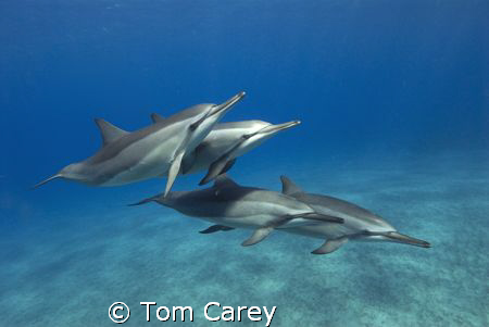 Spinner dolphin STENELLA LONGIROSTRIS in Kona, Hawaii by Tom Carey 