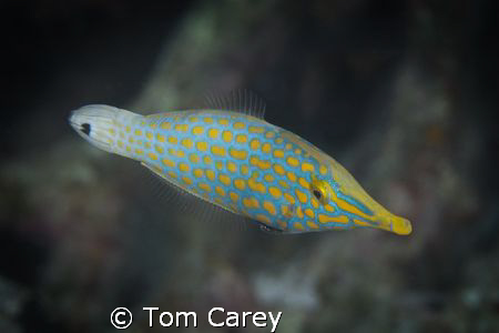 Longnose filefish, Oxymonacanthus longirostris Northern S... by Tom Carey 