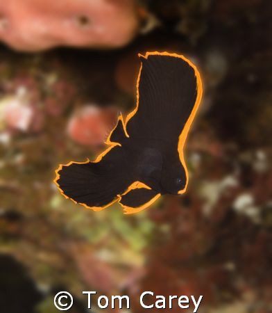 Pinnate Spadefish small juvenille Platex Pinnatus, Indonesia by Tom Carey 