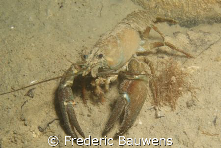 crayfish in Annecy lake,40m,5°C. by Frederic Bauwens 