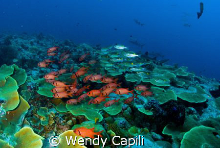 An all star cast - sharks, snappers, soldierfishes etc. e... by Wendy Capili 