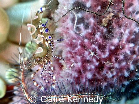 Brittlestars need cleaning too! by Claire Kennedy 