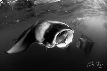 1/50 @f5.6
I love Mantas. This shot was taken whilst sno... by Julian Cohen 