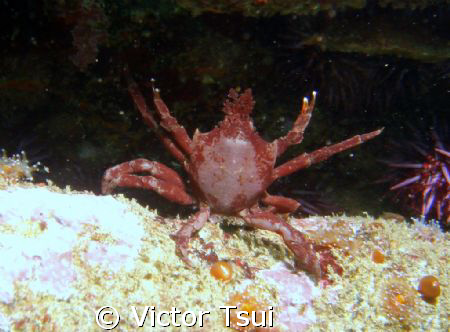 Kelp Crab by Victor Tsui 