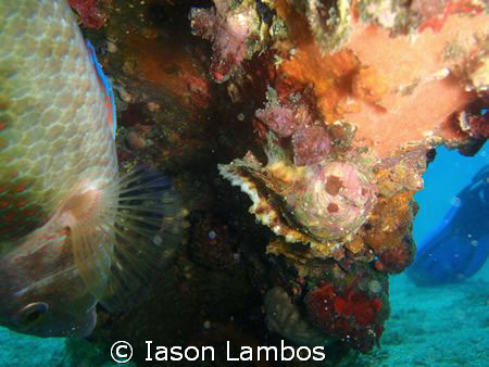 Who said that fish do not ly on their back to take a nap?... by Iason Lambos 