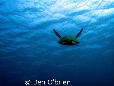 Sea Turtle heading out in the warm waters near tunnels be... by Ben O'brien 