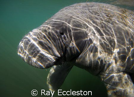 Manatee up close.Taken at Crystal River FL. by Ray Eccleston 