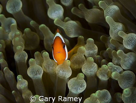 Small Nemo by Gary Ramey 