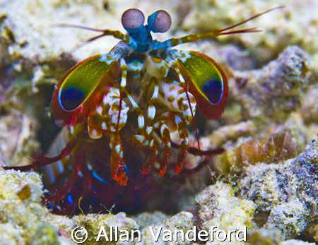 I sited this Mantis Shrimp scurrying across the sand near... by Allan Vandeford 