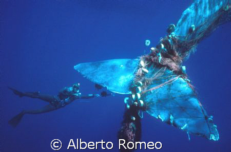 MEETING WITH BIG SPERMWALE TRAPPED IN THE NETS.
I, my wi... by Alberto Romeo 