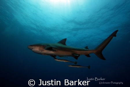 Bull Shark  and crew by Justin Barker 