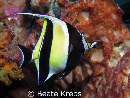 Bannerfish taken at Wakatobi with Canon S70 and INON stro... by Beate Krebs 