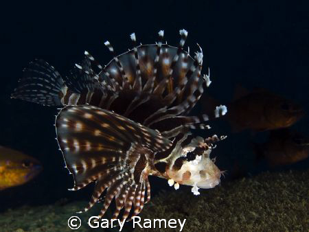This Juvenile Lionfish was stalking me..haha. Every time ... by Gary Ramey 