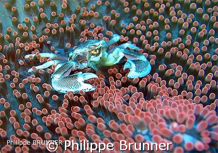 Joli petit crabe dans son anémone. by Philippe Brunner 