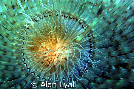 Tube dwelling anemone by Alan Lyall 