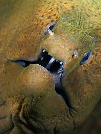 "Face to Face" This moray was very interested in my camer... by Henry Jager 