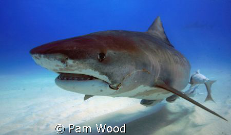 Hello Ms. Tiger Shark.  Wow, are you a big girl!  Check o... by Pam Wood 