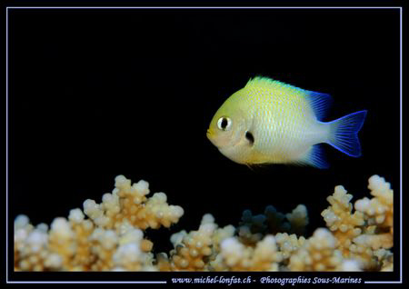 Small Damsel fish on Coral. In the beautiful waters of th... by Michel Lonfat 