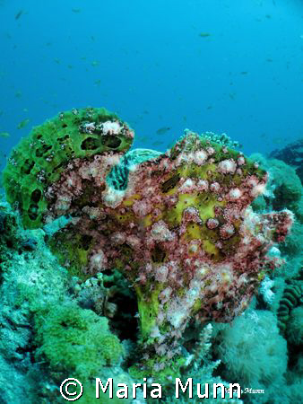 This was the most multi-coloured frogfish that I had ever... by Maria Munn 