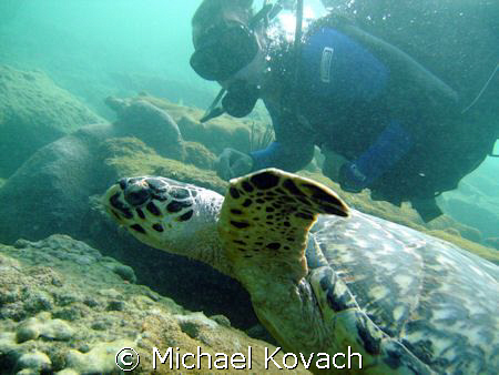 Swimming with a turtle on the Inside Reef at Lauderdale b... by Michael Kovach 