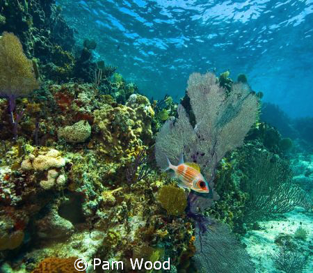 Squirrelfish in the Coral Sea.  Shot in Bimini, Bahamas. by Pam Wood 