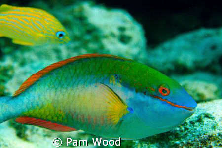 The Stoplight Parrotfish.  I think he's smiling at me? by Pam Wood 