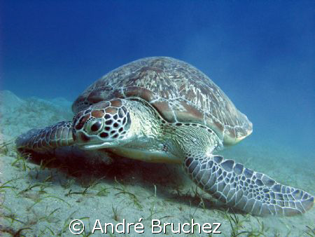 Tortue verte en plein repas by André Bruchez 